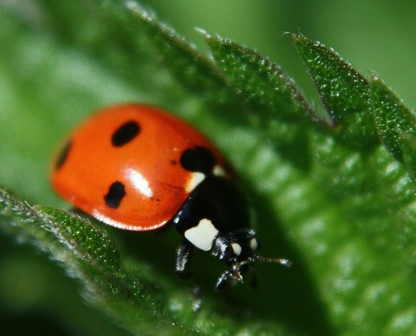 COCCINELLE 3