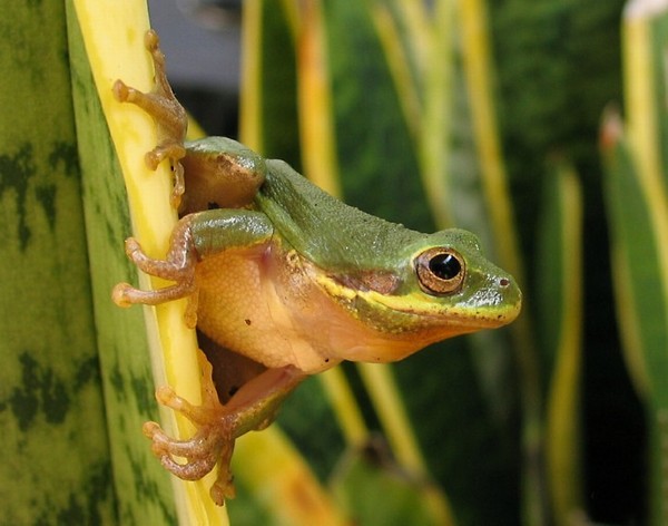 GRENOUILLE