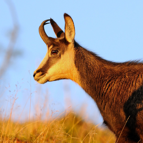 CHAMOIS