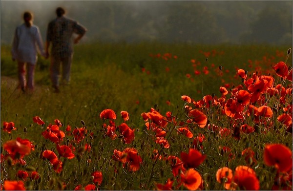 COQUELICOTS