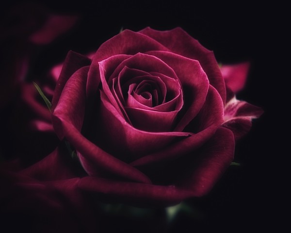 ROSE 2