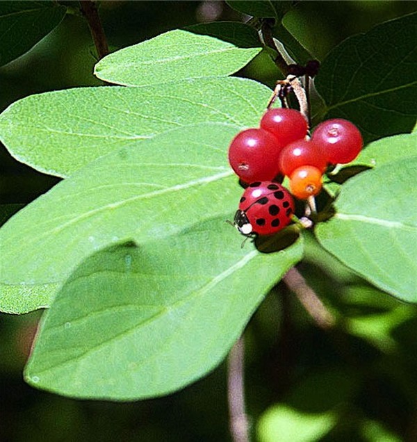 COCCINELLE