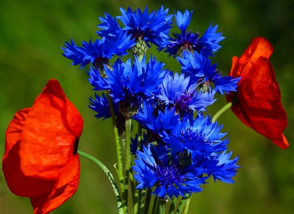 COQUELICOTS