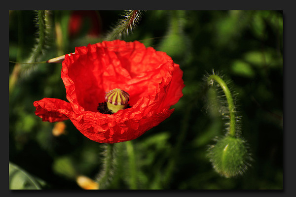 COQUELICOTS