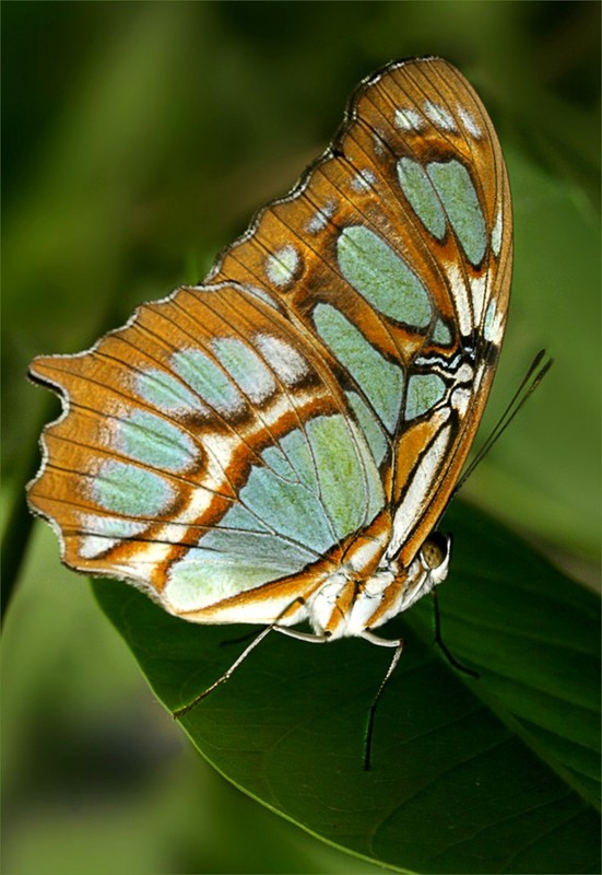 PAPILLON