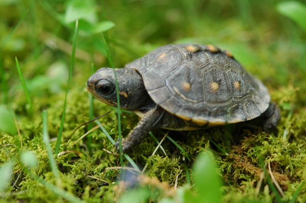 TORTUE