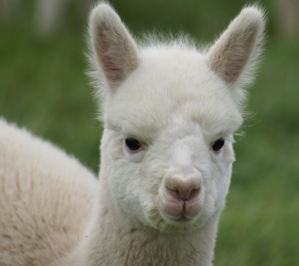 LAMA