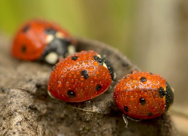 COCCINELLES