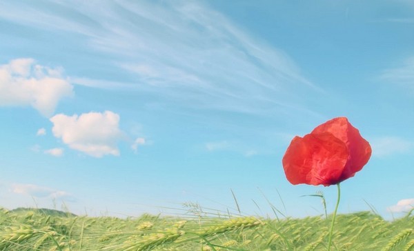 COQUELICOT