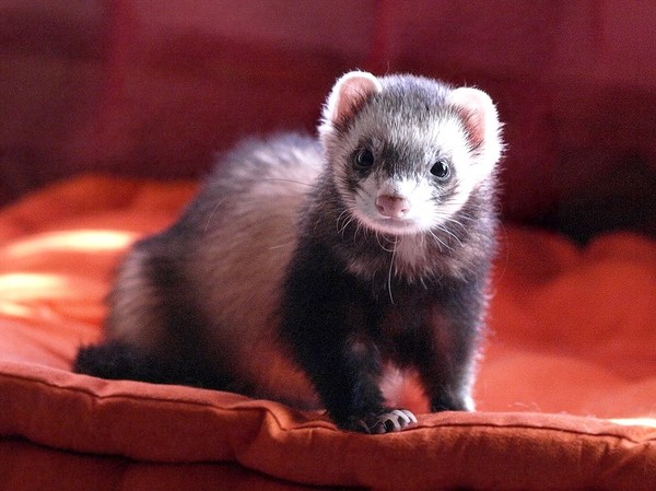 FURET