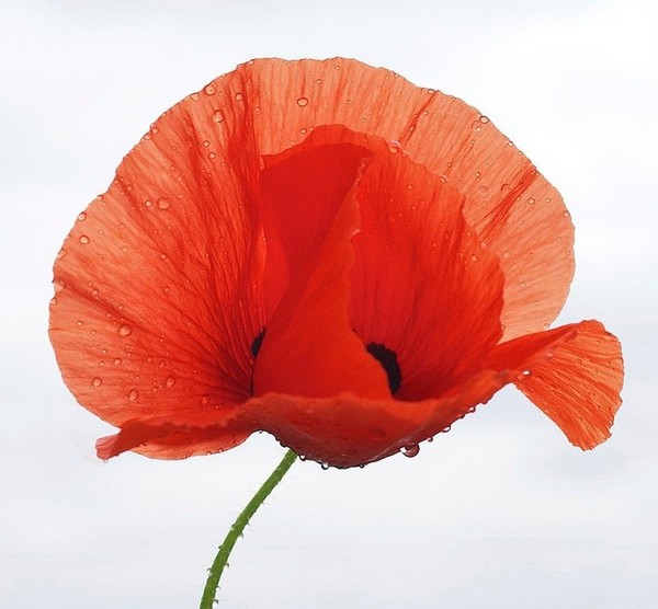 COQUELICOT