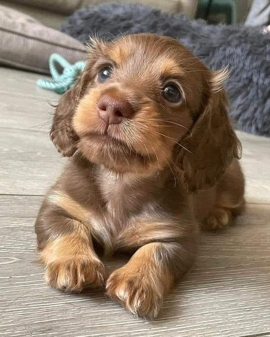 CHIEN 5