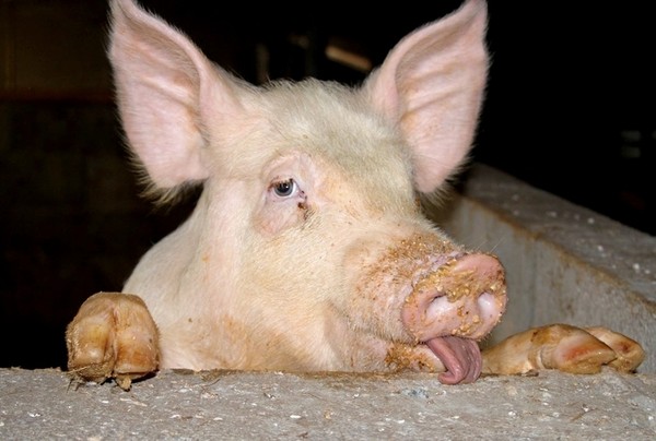 COCHON