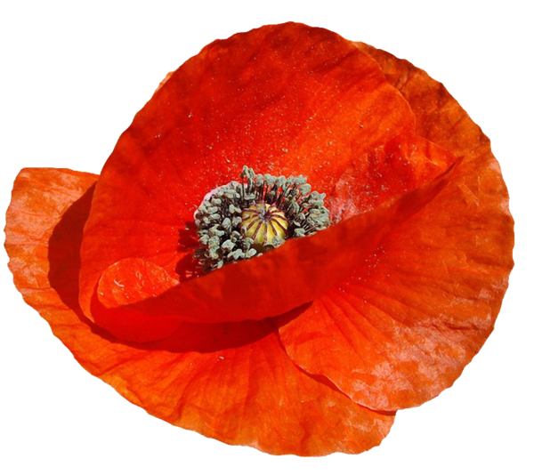 COQUELICOT