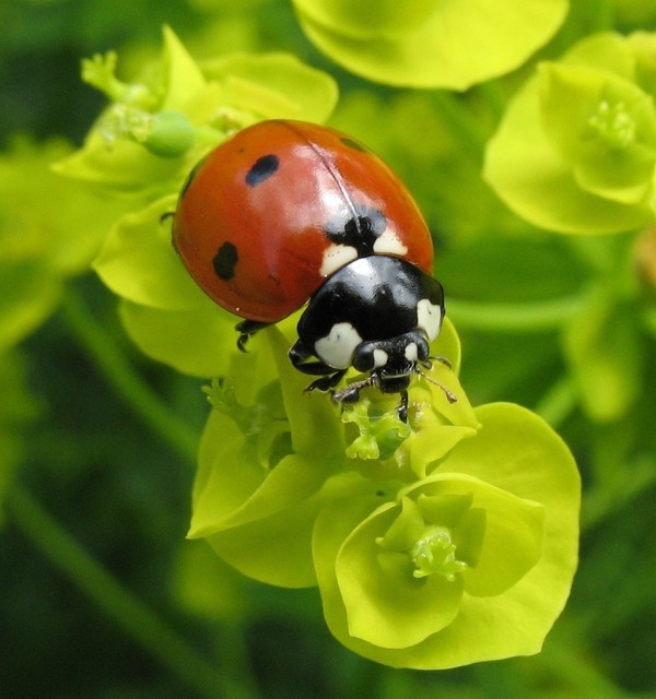 COCCINELLE