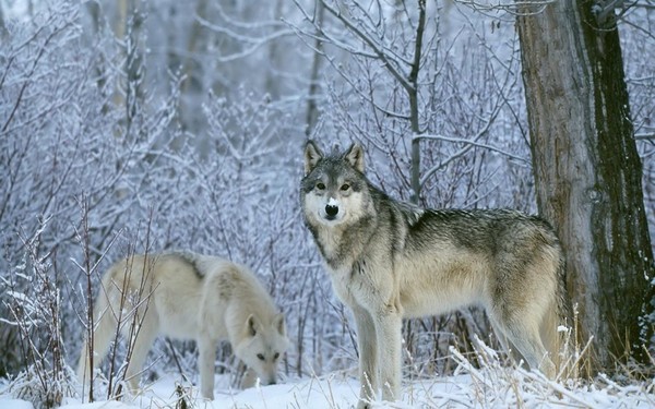 LOUPS