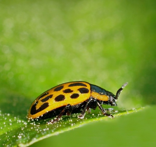 COCCINELLE