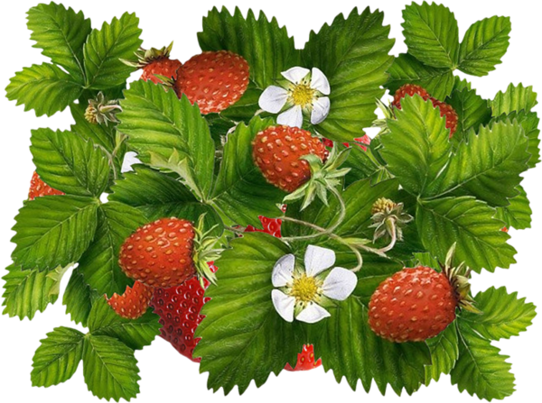 LES FRAISES