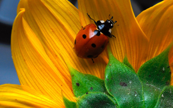 COCCINELLE