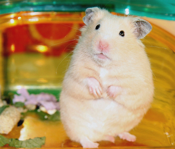 HAMSTER