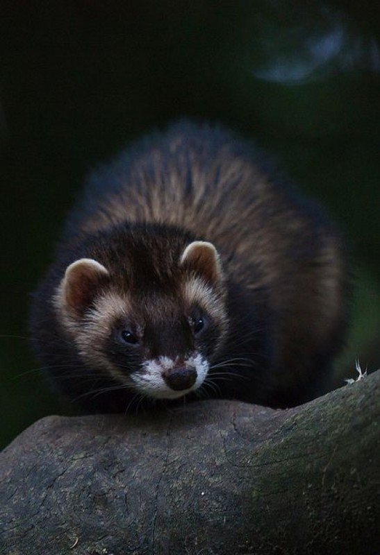 FURET