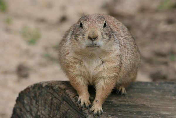 CHIEN DE PRAIRIE