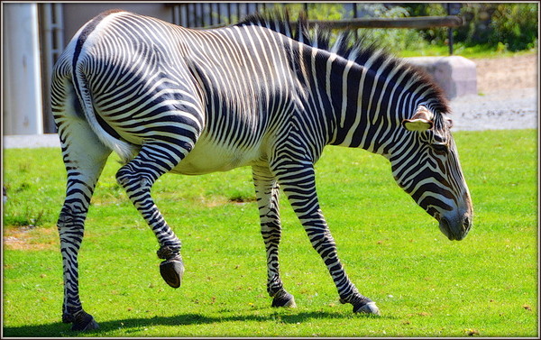 ZEBRE