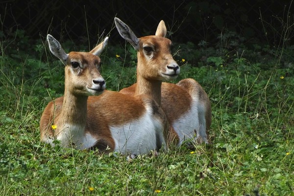 ANTILOPES