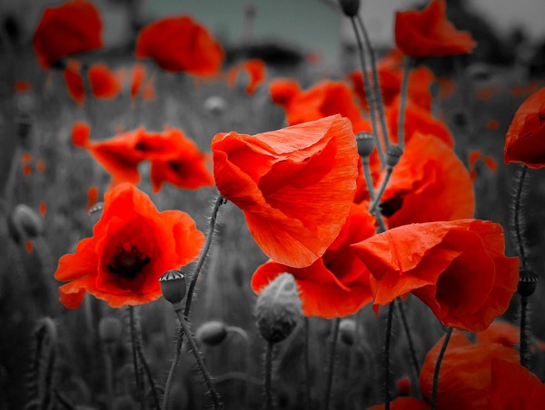 COQUELICOTS