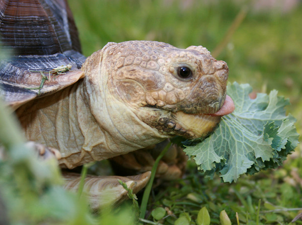 TORTUE