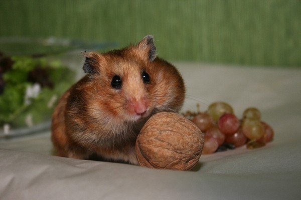 HAMSTER