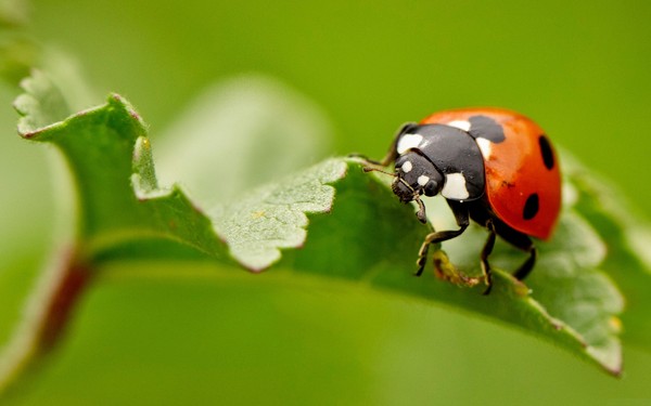 COCCINELLE