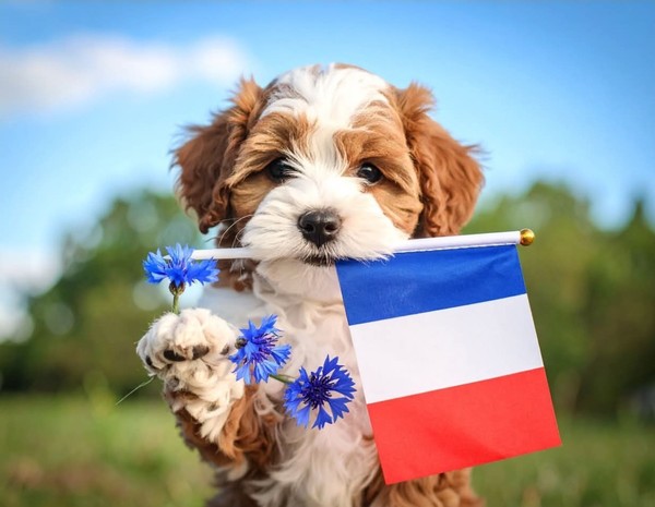 CHIEN 5