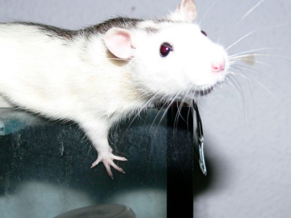 RAT SOURIS HAMSTER... 2