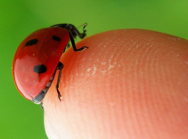 COCCINELLE