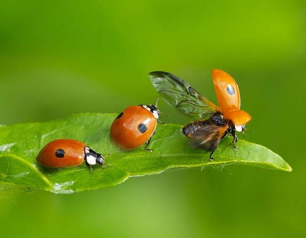 COCCINELLES