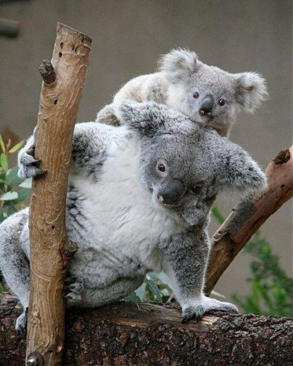 KOALAS