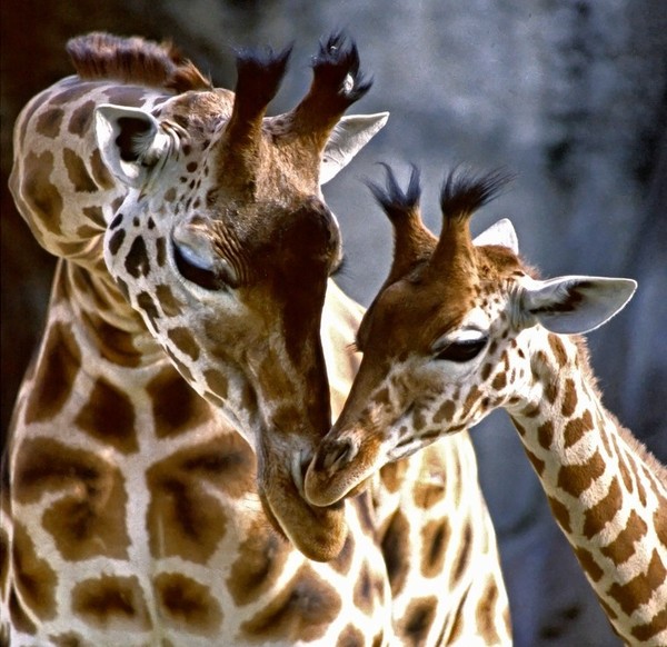 GIRAFE