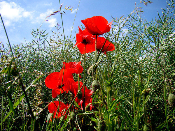 COQUELICOTS