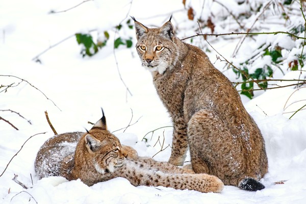 LYNX