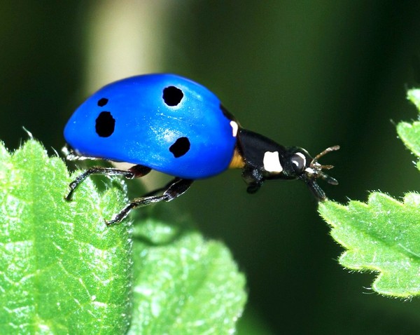 COCCINELLE