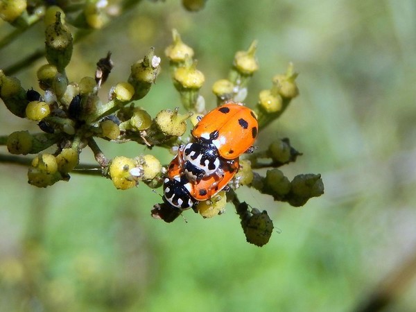 COCCINELLES 2