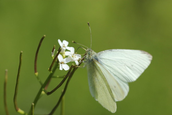 PAPILLON