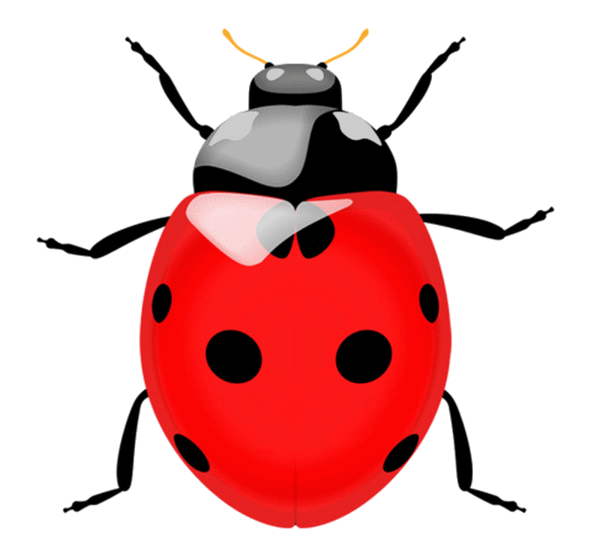 COCCINELLE 3