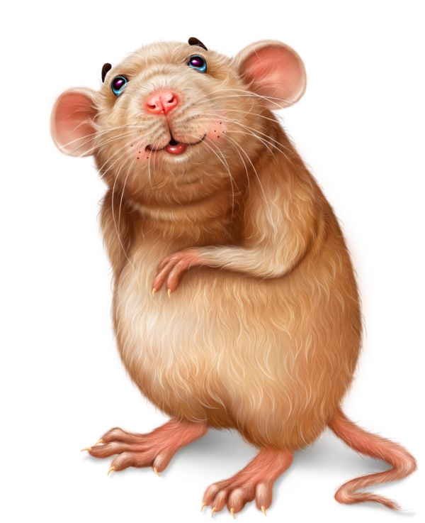 SOURIS RAT HAMSTER... 2