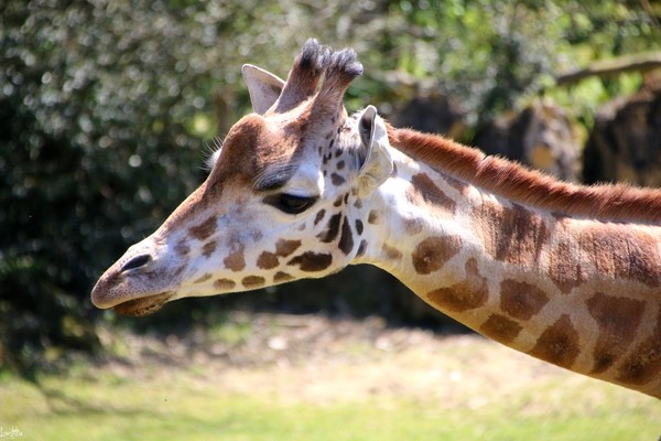 GIRAFE