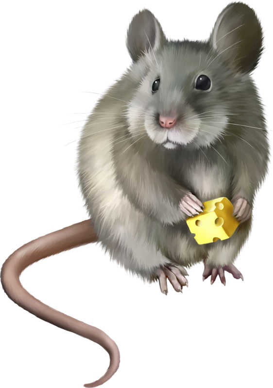 SOURIS RAT HAMSTER... 2