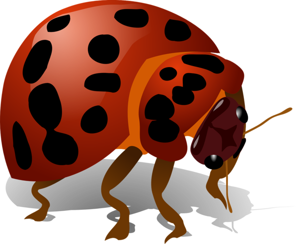 COCCINELLE