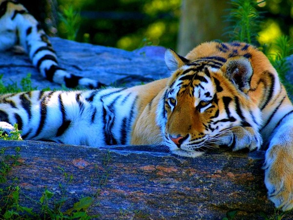 TIGRE