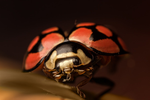 COCCINELLE